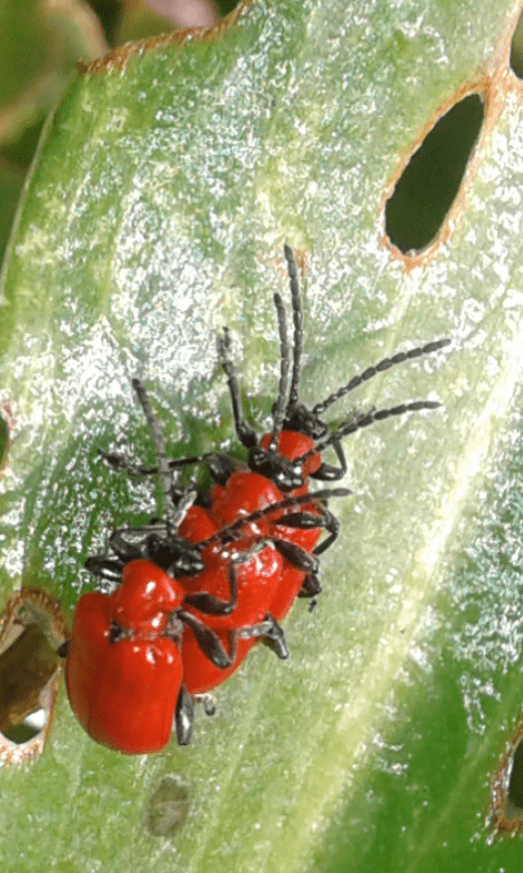 Chrysomelidae : Lilioceris lilii